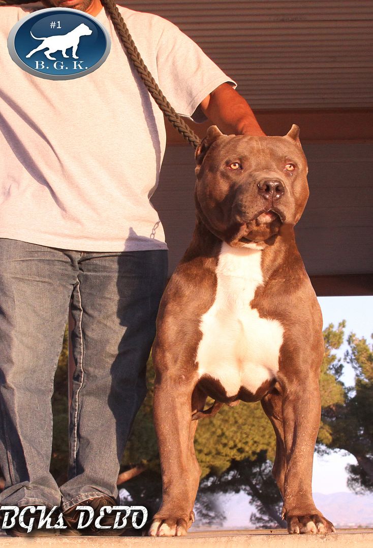 Big Gemini Pitbulls Largest Pitbulls Best Blue Pitbull breeder